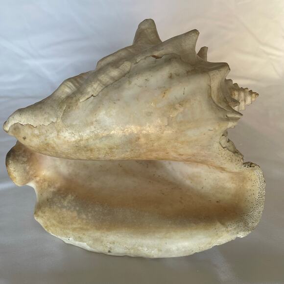 Large Queen Conch Shell 10” Natural Seashell Beach Nautical Coastal Decor Heavy - Picture 1 of 8
